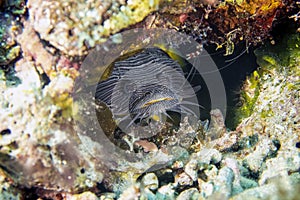 The Splendid Toadfish Sanopus splendidus is only found on the island of Cozumel