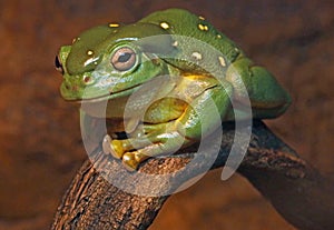 Splendid Tree Frog