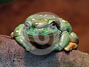 Splendid Tree Frog