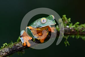 Splendid tree frog or splendid leaf frog Cruziohyla calcarifer. A beautiful frog with tiger stripes.