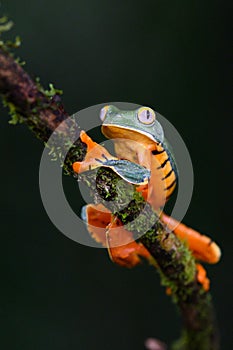 Splendid tree frog or splendid leaf frog Cruziohyla calcarifer. A beautiful frog with tiger stripes.