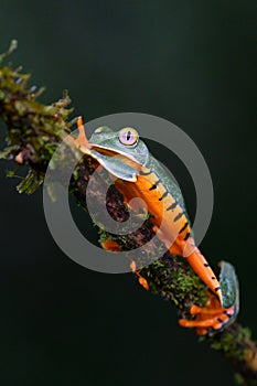Splendid tree frog or splendid leaf frog Cruziohyla calcarifer. A beautiful frog with tiger stripes.
