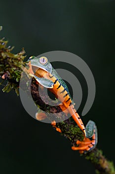 Splendid tree frog or splendid leaf frog Cruziohyla calcarifer. A beautiful frog with tiger stripes.