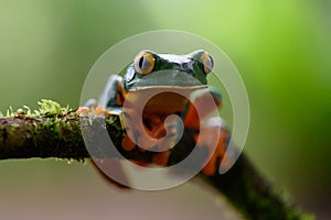 Splendid tree frog or splendid leaf frog Cruziohyla calcarifer. A beautiful frog with tiger stripes.