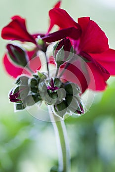 Splendid view of a bloomed flower