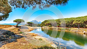 Splendid  view of Maritime pine trees and Osala Beach in national park Stagno Longu