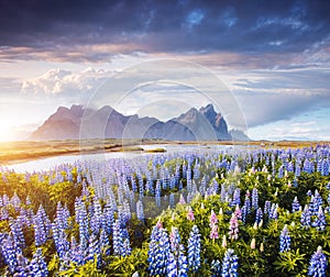 Splendid view of perfect lupine flowers on sunny day. Location Stokksnes cape, Iceland, Europe