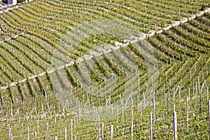 Aerial view of the vineyards of Barbaresco, Piedmont.