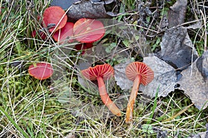 The splendid waxcap Hygrocybe splendidissima is an inedible mushroom