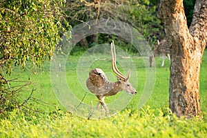 A splendid Wild Spotted Deer eating grass in Yala National Park