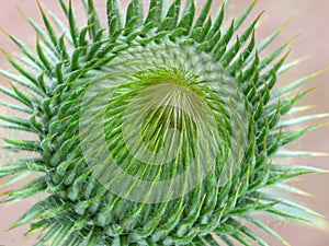 Splendid wild thistle bud