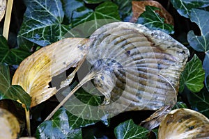 The splendor of summer's colors fades away and the dissolved gray leaves of the hostas indicate transience