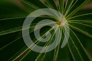 The splendor and vibrant colors of a lupinus leaf close-up photography Lupinus Perennis