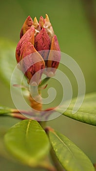 The splendor and vibrant colors of a pink rhododendron flower buds close-up photography Rhododendron Caucasicum