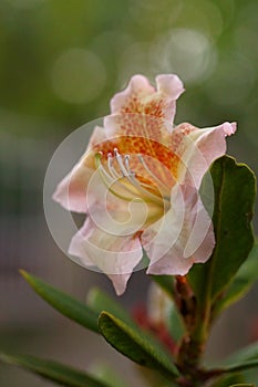 The splendor and vibrant colors of a pink rhododendron flower, close-up photography, Rhododendron Caucasicum