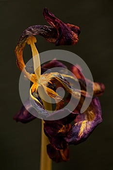 The splendor and vibrant colors of a wilted tulip Tulip closeup photography