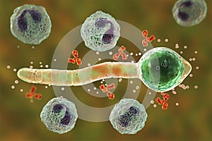 Splendore-Hoeppli phenomenon, 3D illustration. Eosinophilic reaction around the invading fungal hyphae in human tissues photo