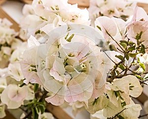 Splendurous ornamental white bougainvillea flowers with light pink tints