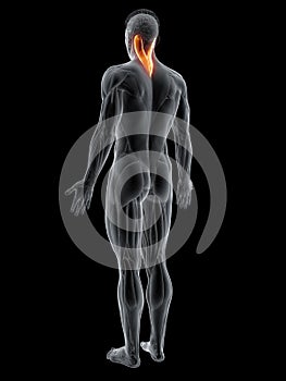 The splenius capitis