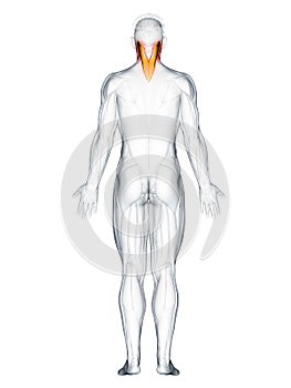 the splenius capitis