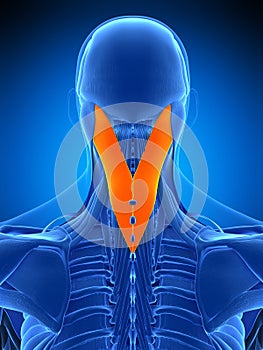 The splenius capitis