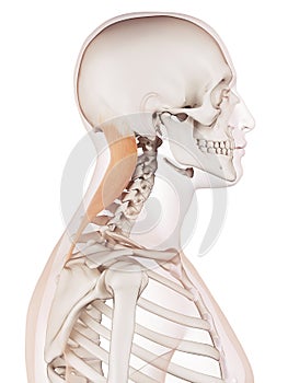 The splenius capitis