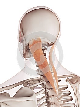 The splenius capitis