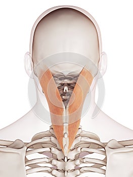 The splenius capitis
