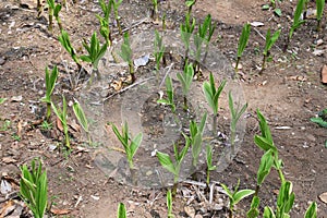 Sprouting of Hyacinth orchid