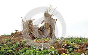 Splinter tree stumps after deforestation