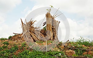 Splinter tree stumps after deforestation