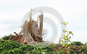 Splinter tree stumps after deforestation