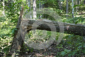 Splintered and broken tree