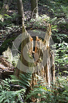 Splintered tree stump, Conkles Hollow Nature Preserve