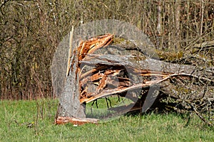 Splintered tree trunk that fell during a storm