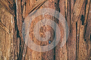 Splintered wood texture and background. Closeup view of splinter wood texture. Abstract texture and background for designers.