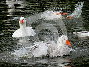 Splish Splash Geese Bath