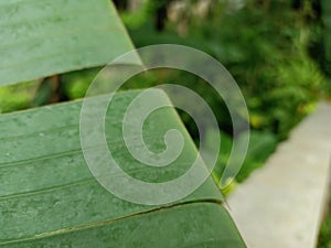 Split banana leaves with blurring background.