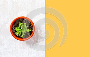 Split color gardening concept image with small potted plant and copy space for text