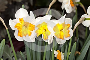 Split-corona Daffodil (Narcissus sp)