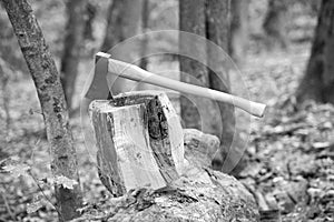 Split and cut. Large axe in stump. Splitting axe on natural landscape. Lumbermans equipment. Tree chopping. Forestry