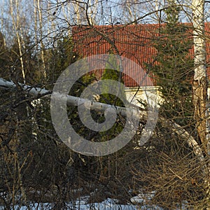 Fallen tree in front of house