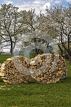 split firewood is stored in front of large, blossoming cherry trees