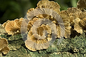 Split-gill fungi fruiting on dead wood
