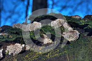 Split Gill (Schizophyllum Commune)