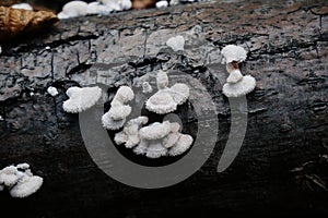 Split gill schizophyllum mushrooms. Common porecrust gillies, schizophyllum commune