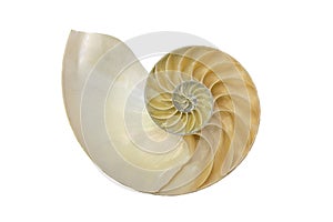 Split into half of Nautilus shell