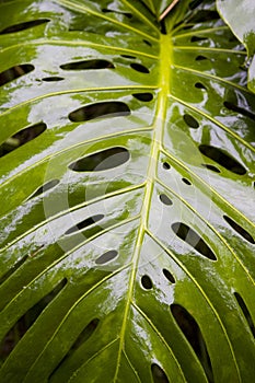 Split Leaf Philodendron