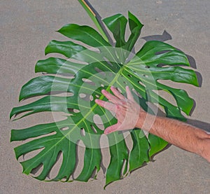 Split Leaf Philodendron with human hand