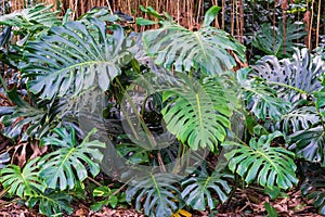 Split-leaf philodendron a.k.a. Swiss cheese plant Monstera deliciosa - Florida, USA